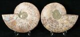 Polished Ammonite Pair - Million Years #15891-1